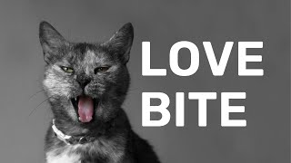 Why Does My Cat Bite Me Gently? (The Surprising Truth)