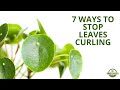 7 Ways To Fix Curling Leaves On Your Pilea Peperomioides (Chinese Money Plant)