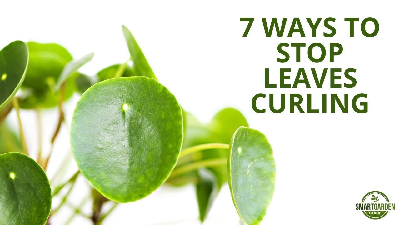 7 Ways To Fix Curling On Your Pilea Money Plant) - YouTube