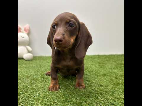 Video van Teckel Vrouwelijk Chocolat en Tan - PUP-ID 015540632 | Dierenhof Debrabandere