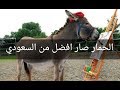 الحمار صار افضل من مواطن سعودي في السعودية 
