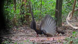 Faisán Gran Argus (Argusianus argus)