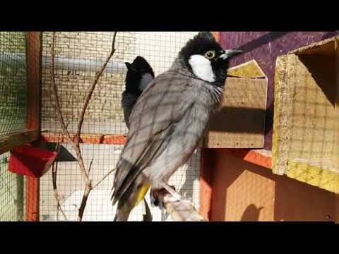 تغريد بلبل فحل لفتح البلابل القافله اذا ماغرد بلبلك فلوسك مرجوعه