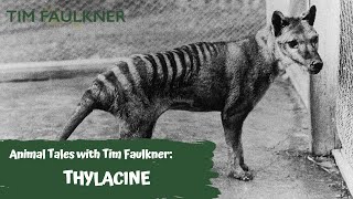 ANIMAL TALES WITH TIM FAULKNER | EPISODE FOURTEEN | THYLACINE