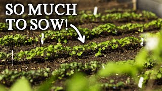What to Sow in May for Self-Sufficiency screenshot 3