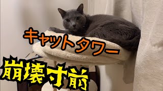 崩壊寸前。キャットタワーを1年間使い切ったら最後こうなった。【ロシアンブルー】