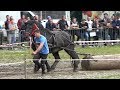 Concurs cu cai de tractiune proba de simplu Rasnov, Brasov 14 Iulie 2019
