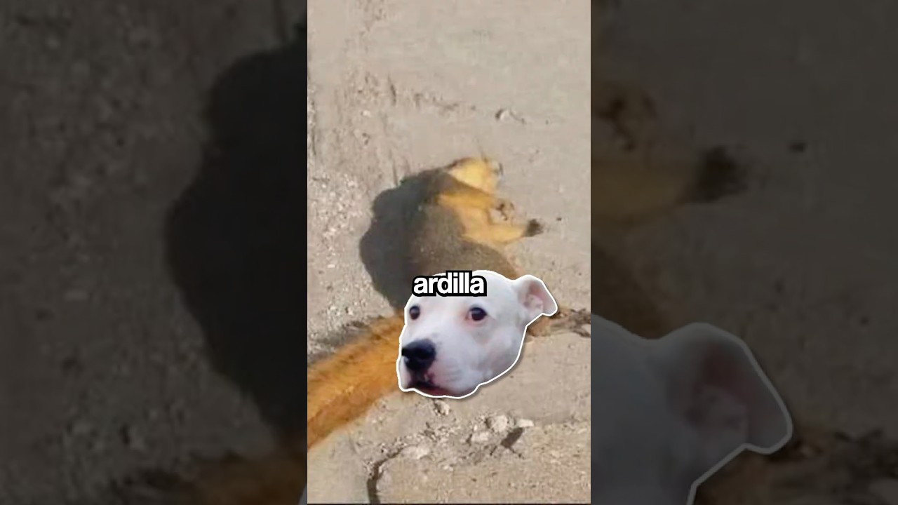 La Ardilla con el... 💀