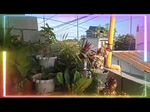 MY VARIETY COLLECTION PLANTS