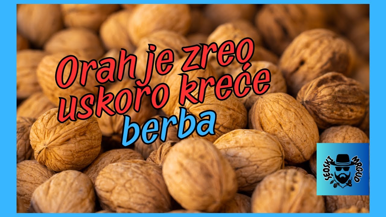 Orah je zreo, počinje berba #seoskimrgud #orah