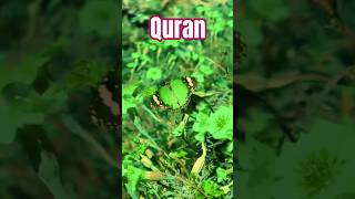 Surah Al Kafiron Best Recitation Voicetilawatquran Tilawat
