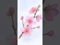 How to paint Cherry Blossom 🌸 Easy Tutorial #viral #reels #art #watercolor