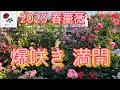 2023年春薔薇🌹【爆咲き満開】この時を待ってました😊🐻50品種バシっと詳しく紹介🌹