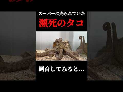 スーパーで購入したタコを飼育してみると…