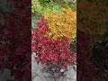 Какие растения так же ярко смотрятся в кашпо?! #coleus #колеус