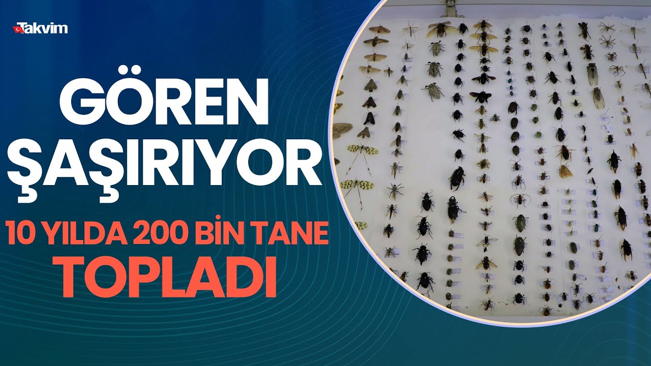 200 bin böcek topladılar, müzede sergilemek istiyorlar