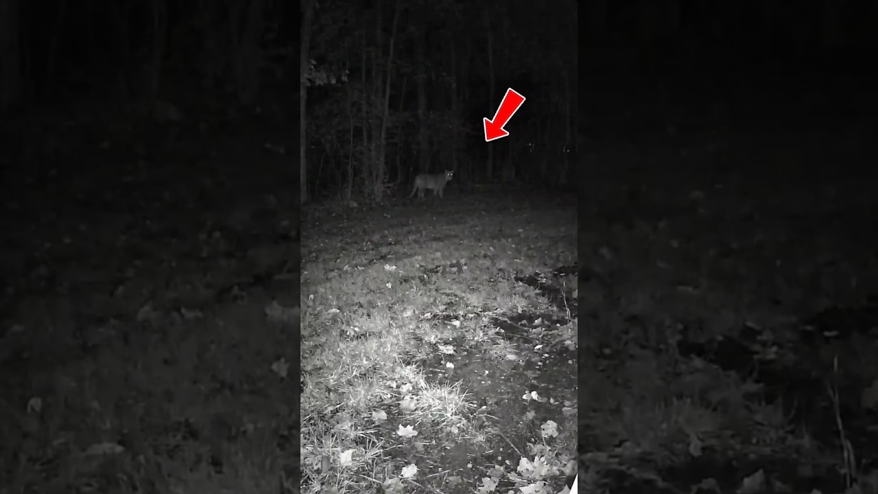 It Was Watching the Whole Time 