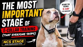 The Most Important Stage of E-Collar Training (That Everyone Skips)