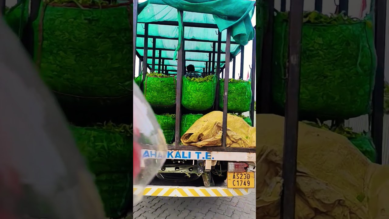 world most famous assam tea industry