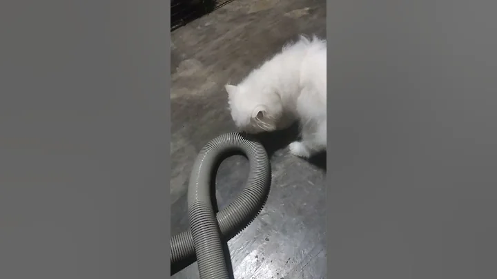 Video 11308671: persian cat cutecat kitten, persian cat family