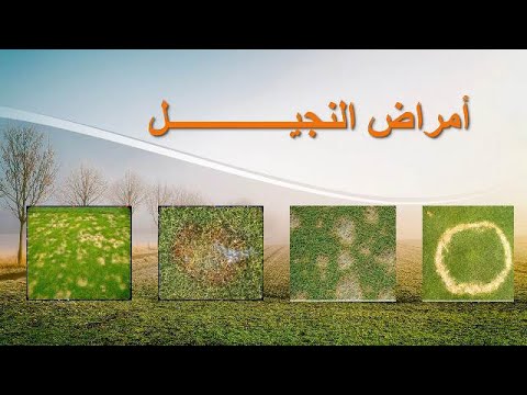 فيديو: أمراض وآفات العشب