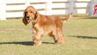 Details Socializing Your Cocker Spaniel A Step by Step Guide Update