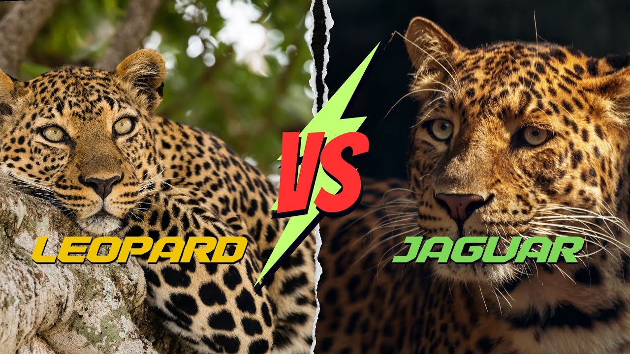 Leopard vs Jaguar - difference between jaguar and leopard explained