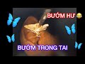 BƯỚM CHUI VÀO TAI / DỊ VẬT ỐNG TAI NGOÀI