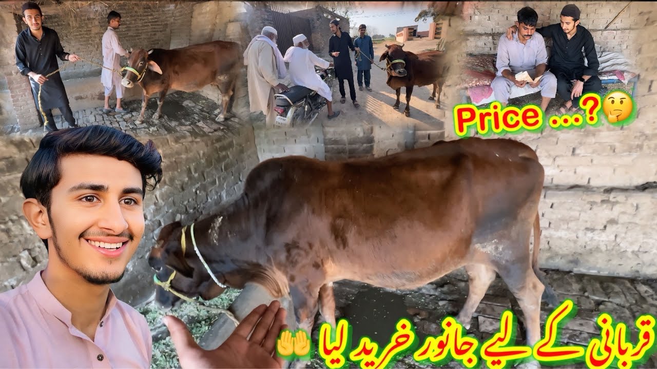 ALHAMDULILLAH🤲Qurbani Ka Liya Janwar Khareed Liya😍Price…?/koki pendu/Zohaib pendu/Hamza sidhu 