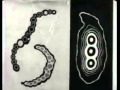Live improv soundtrack to two Len Lye animations
