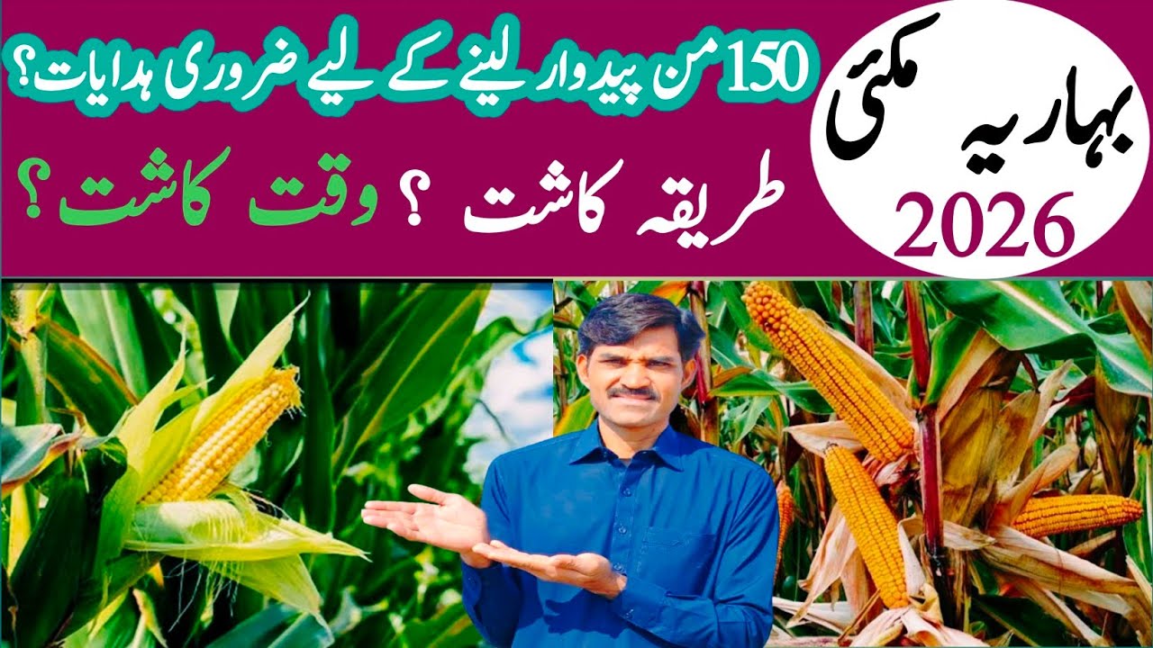 Best method for spring maize cultivation in 2026 | بہاریہ مکئی کاشت کرنے کا طریقہ ؟