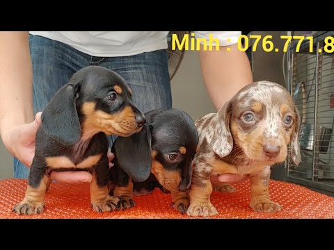 Video Chó Lạp Xưởng con màu Sô cô la loang cái và đen vàng... - youtube