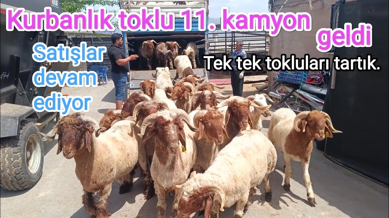 Kurbanlık tokluları tek tek tartık kaç kg geldi. 11. Kamyon kurbanlık toklu geldi. Satışa devam.