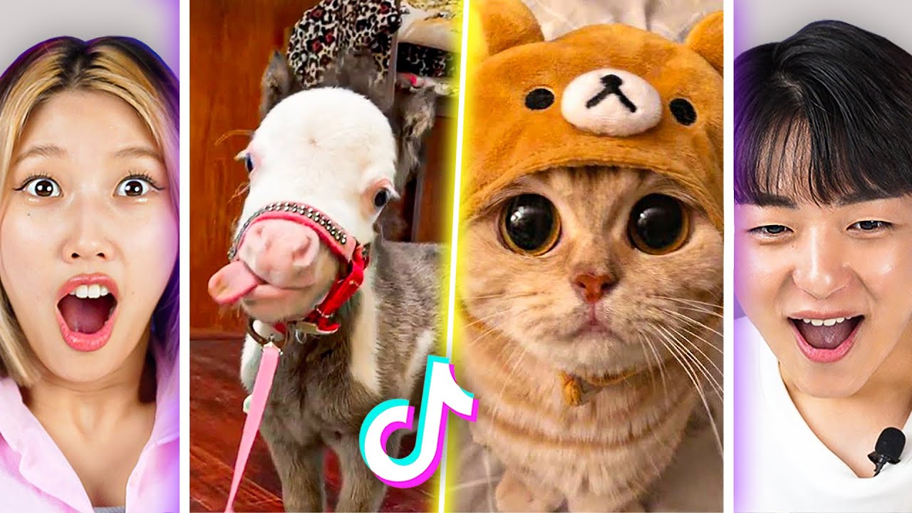 Reacting to CUTEST animals on Tiktok PEACH YouTube