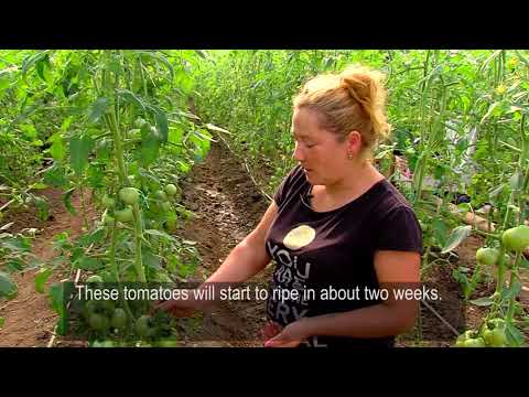 კოოპერატივი ხორგის სათბურები cooperative Khorgis Satburebi