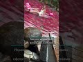 Израильская туристка устроила скандал во Вьетнаме
