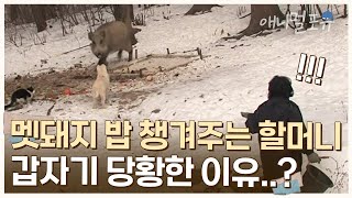 멧돼지 무서운 줄 모르고 덤비는 하룻강아지 멧돼지 밥 챙겨주다가 당황한 할머니 | KBS 환경스페셜 070613 방송