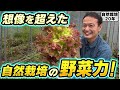 【自然栽培430】本当に驚きです！自然農法の野菜は本当に凄いです。
