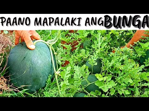 Video: Paano Mapangalagaan Ang Mga Pakwan