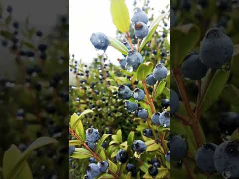 فوائد الريحان