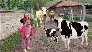 Bahar ve Banu Alya inek sürüsünün ortasında kaldılar Kaçmaya çalıştılar Annesi kurtardı