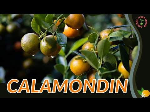 Video: Information om dyrkning af Calamondin-træer - Calamondin-dyrkningstips