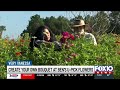Cut Your Own Blooms At Ben S U Pick Flowers Cut Your Own Blooms At Ben S U Pick Flowers