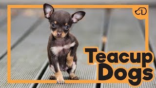 TEACUP DOGS: O horror por trás dos mini-cães #somosdogueiros #teacupdogs