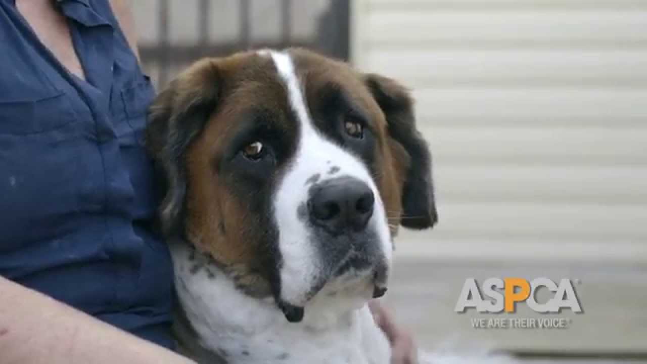 aspca near me Are You Prepared? Download the New ASPCA Diaster Preparedness App