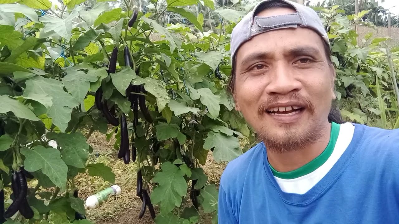 Bakit NagYellow Ang Mga Dahon Ng Talong? Anong Dapat Gawin?