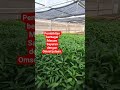 pembibitan berbagai macam sayuran dengan omset jutaan,..#pembibitansayuran