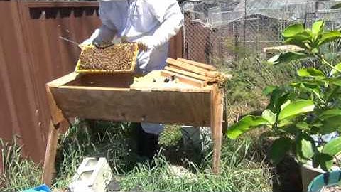 The Unification of the Nuc and the Top Bar Hive   Part 1