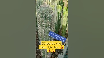 Xương rồng trụ - Xương rồng công trình tại Sài Gòn