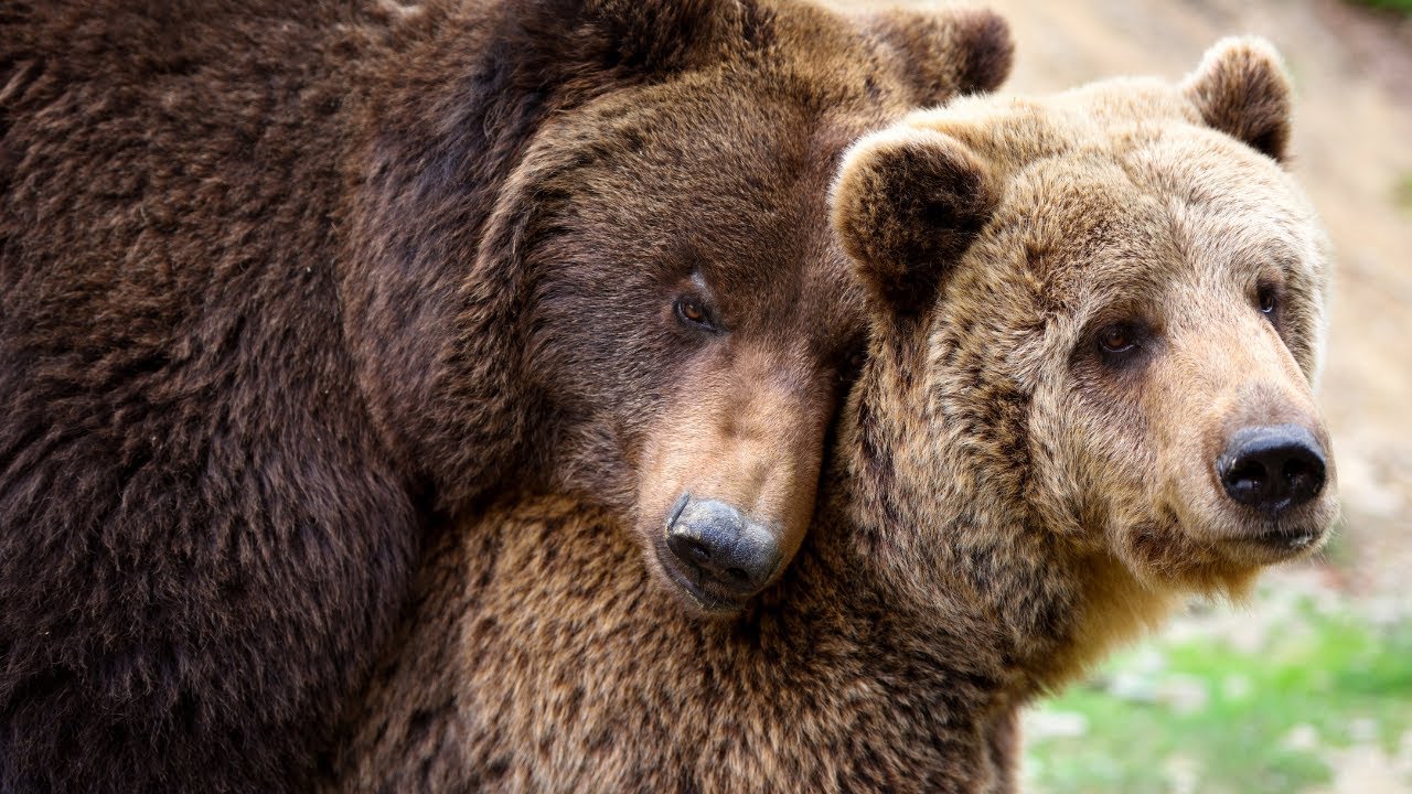 Bear 4k video ultra hd | Female black bear mating call | Female black